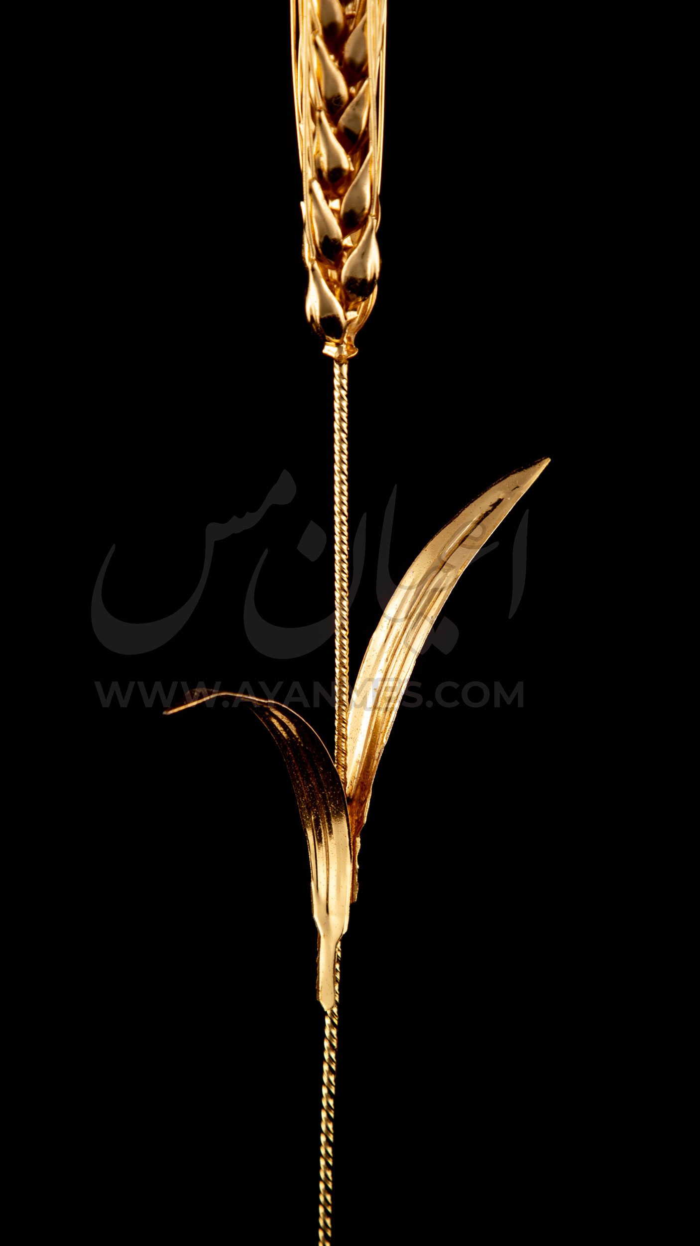 IMG_0017 گندم تمام مسی اعیان با ساقه مسی