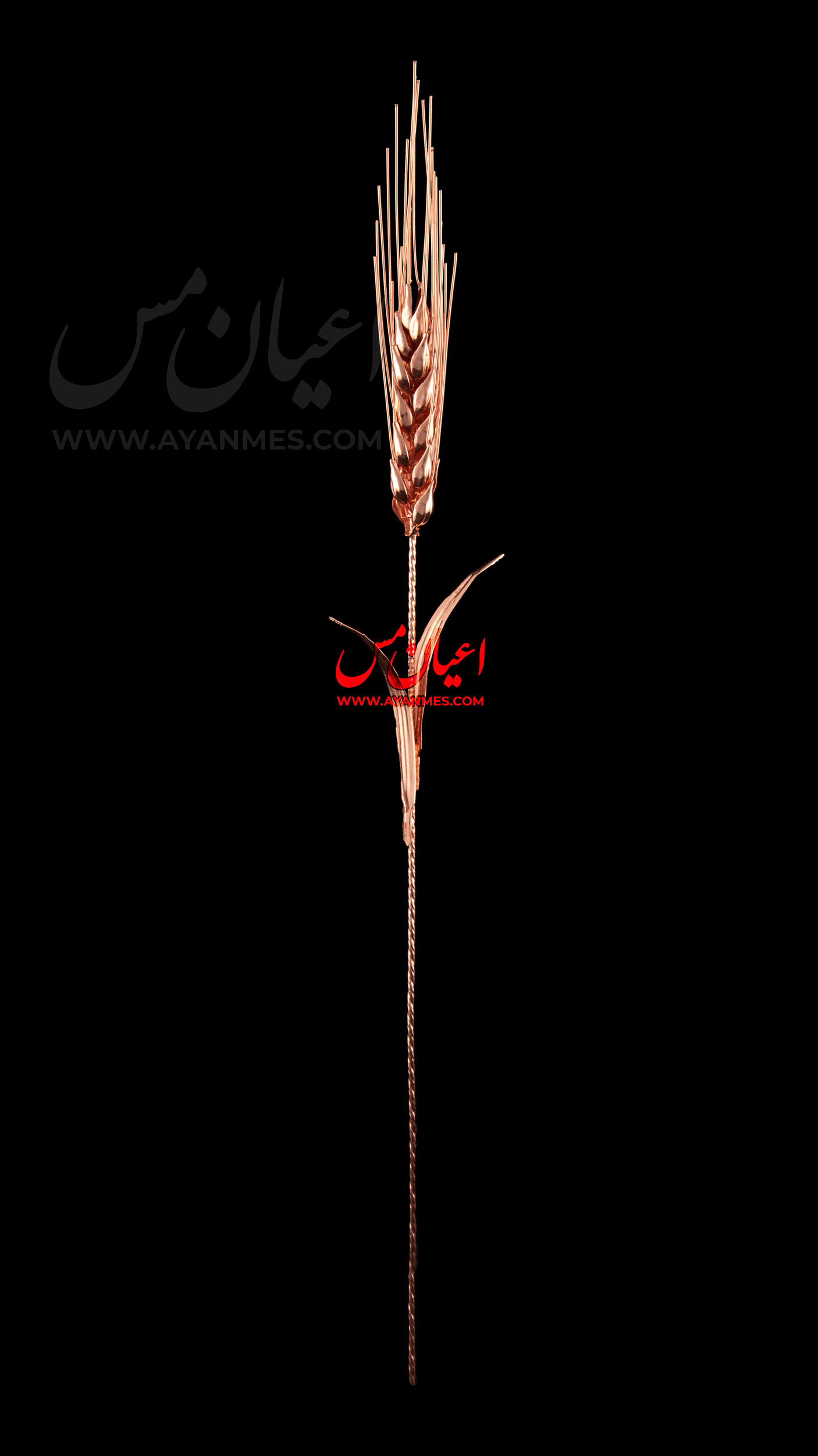 IMG_0037 گندم تمام مسی اعیان مسی